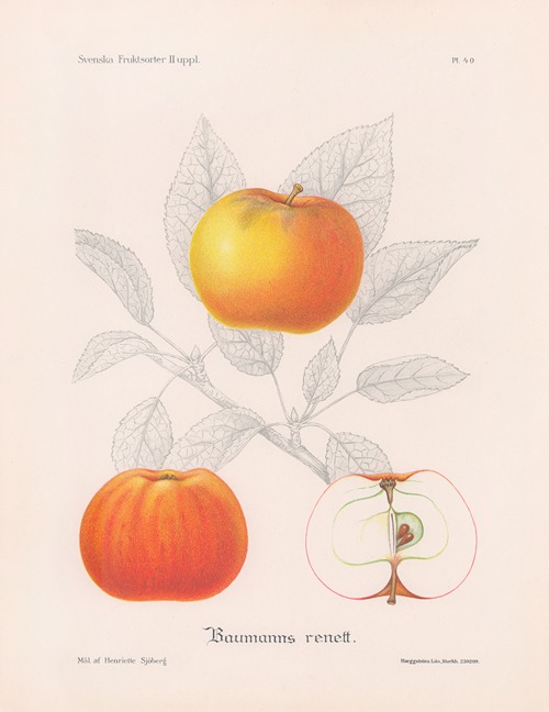 Baumanns renett