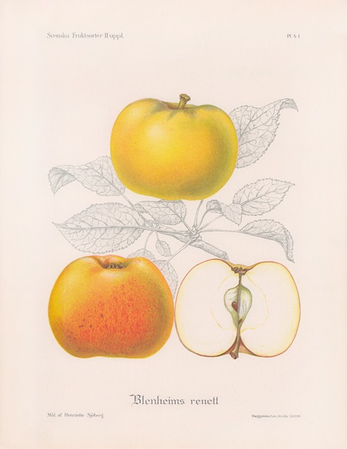 Blemheims renett