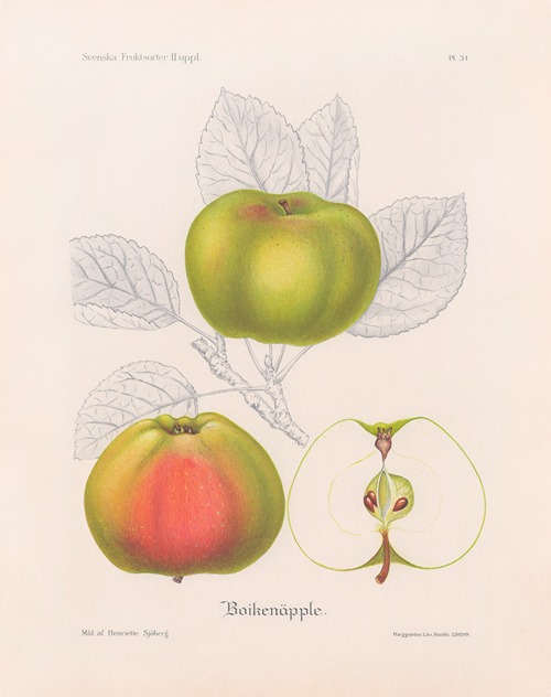 Boikenäpple