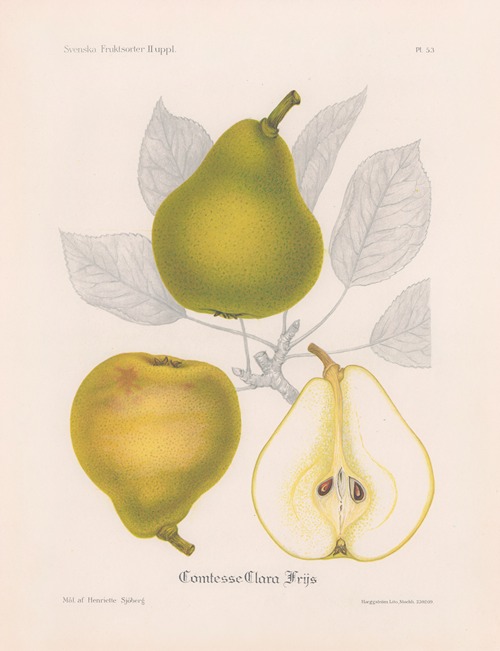 Comtesse Clara Frijs