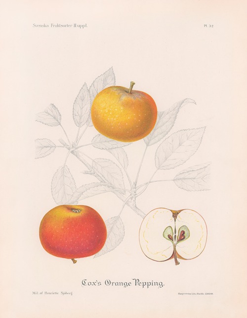 Cox’s Orange Pepping