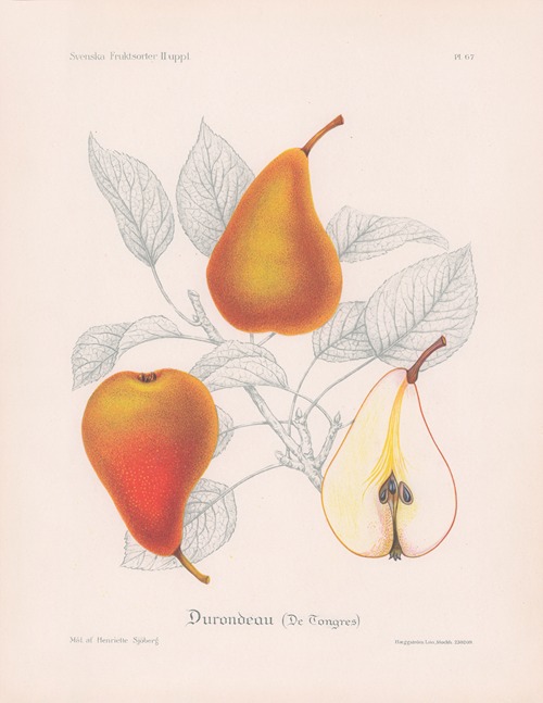 Durondeau (De Tongres)