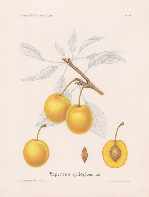 Esperens guldplommon