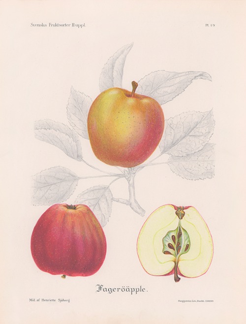 Fageröäpple