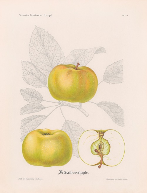 Frösåkersäpple