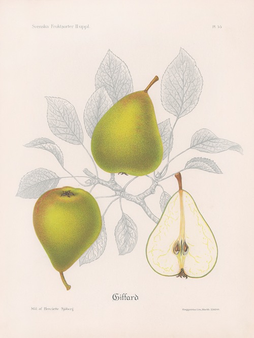 Giffard