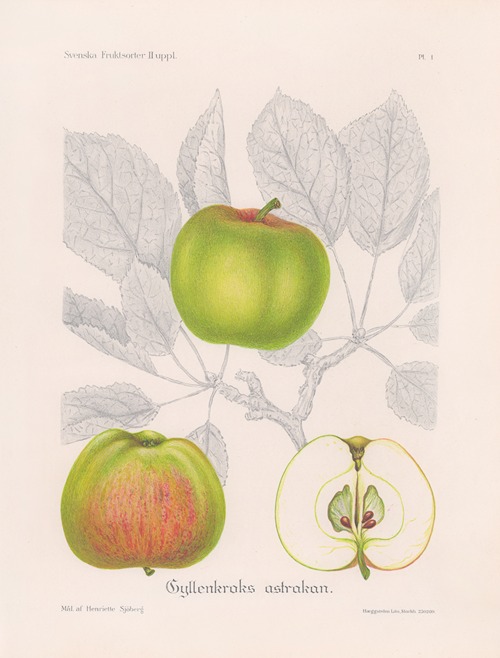 Gyllenkroks astrakan