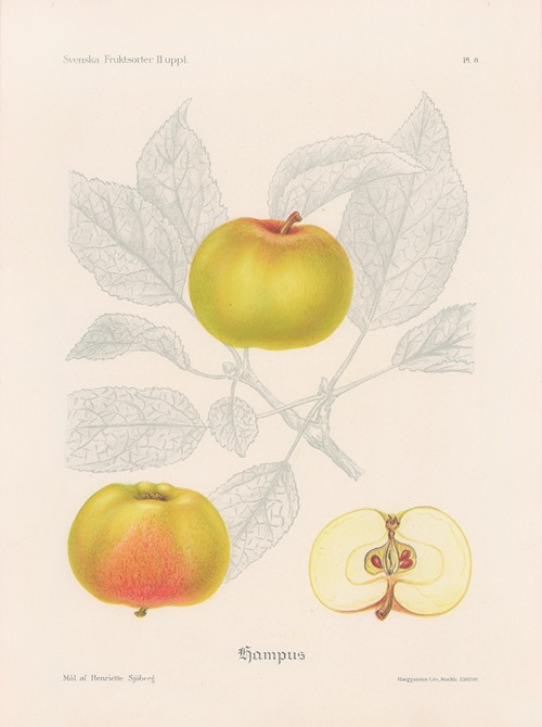 Hampus apple