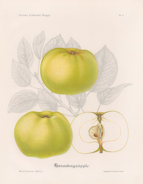 Hanaskogsäpple
