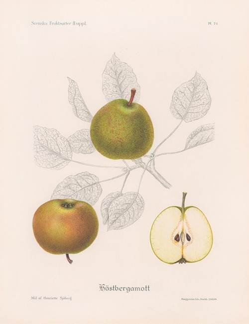 Höstbergamott