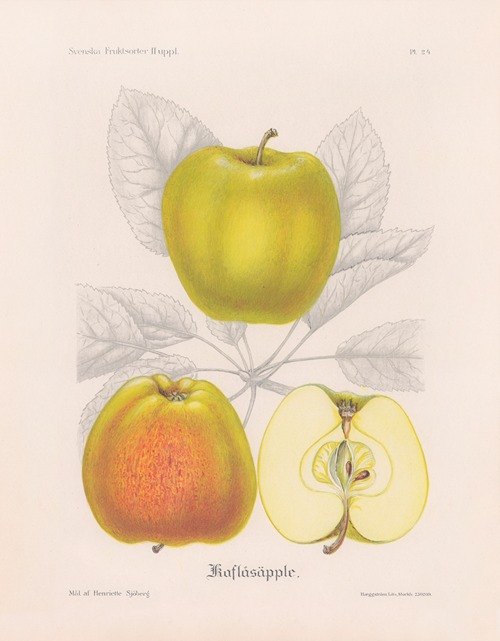 Kavlåsäpple