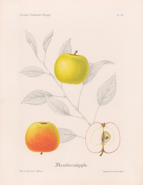 Kesätersäpple