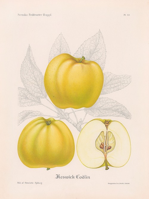 Keswick Codlin