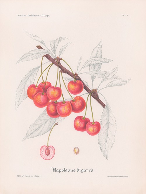 Napoleons bigarrå