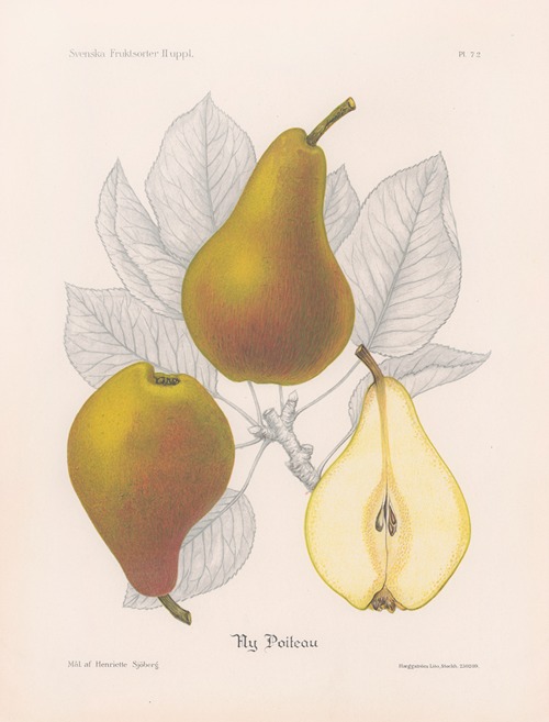 Ny Poiteau