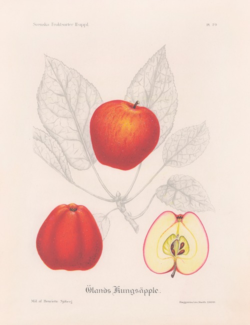 Ölands kungsäpple