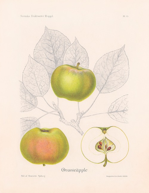 Oranieäpple