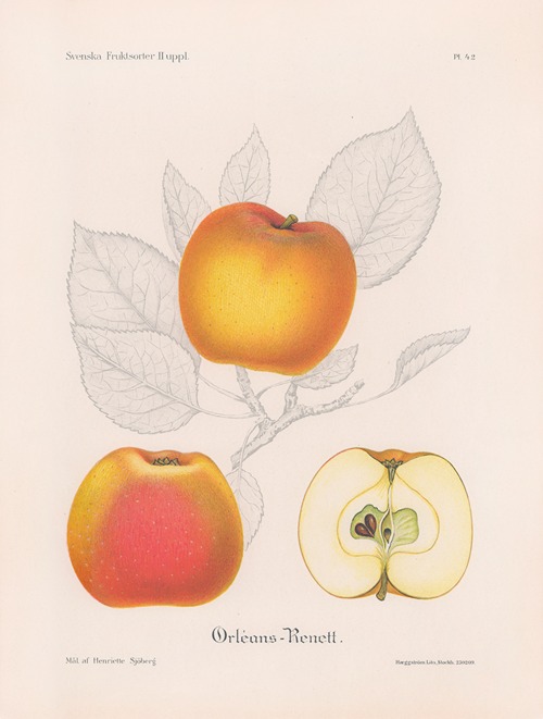Orléans-renett