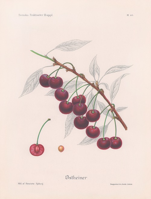 Ostheimer