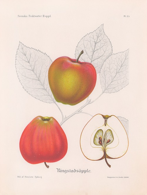 Ringstadsäpple