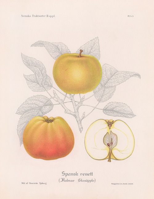 Spansk renett (Kalmar Glasäpple)