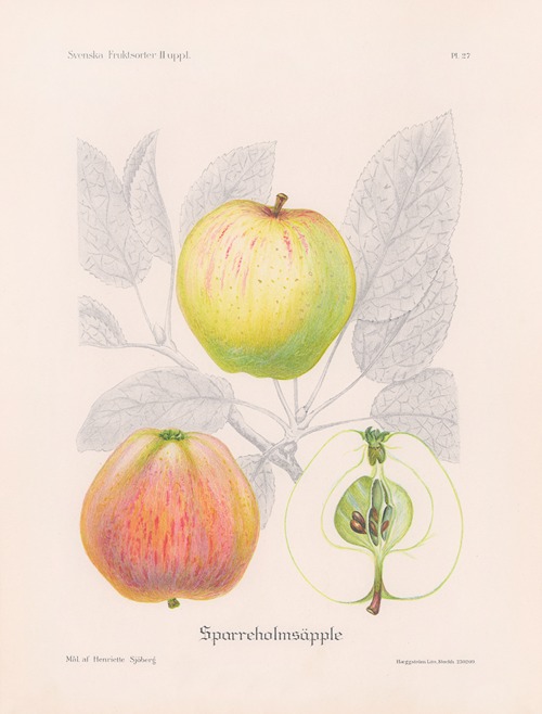 Sparreholmsäpple