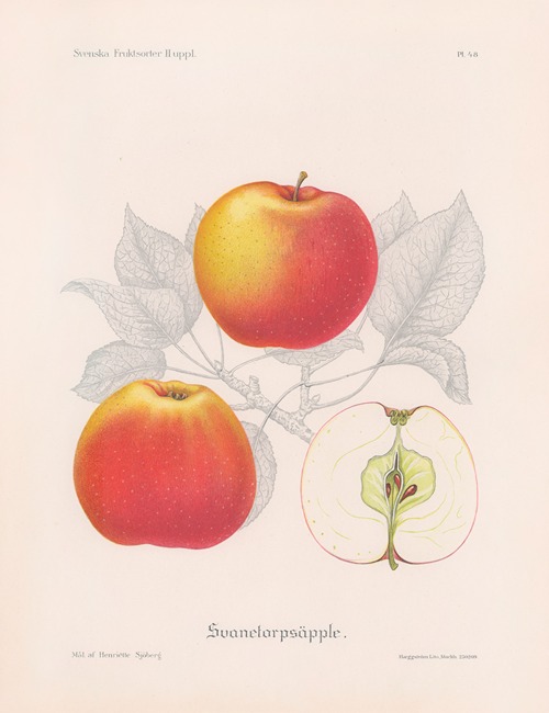 Svanetorpsäpple