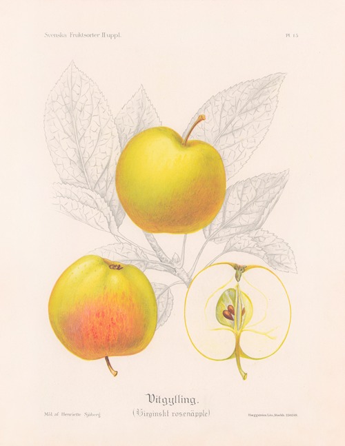 Vitgylling (Virginskt rosenäpple)