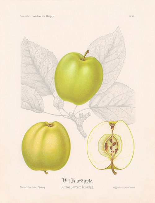 Vitt klaräpple (Transparente blanche)