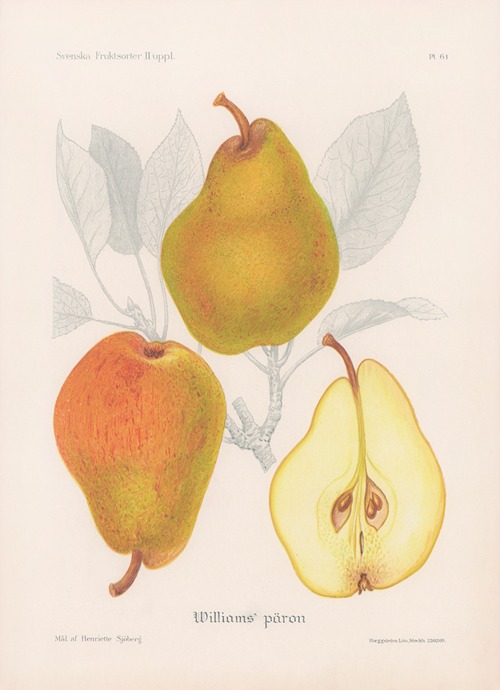 Williamspäron