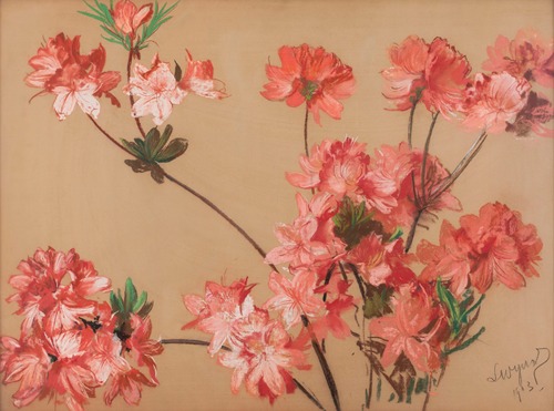Pink asalea