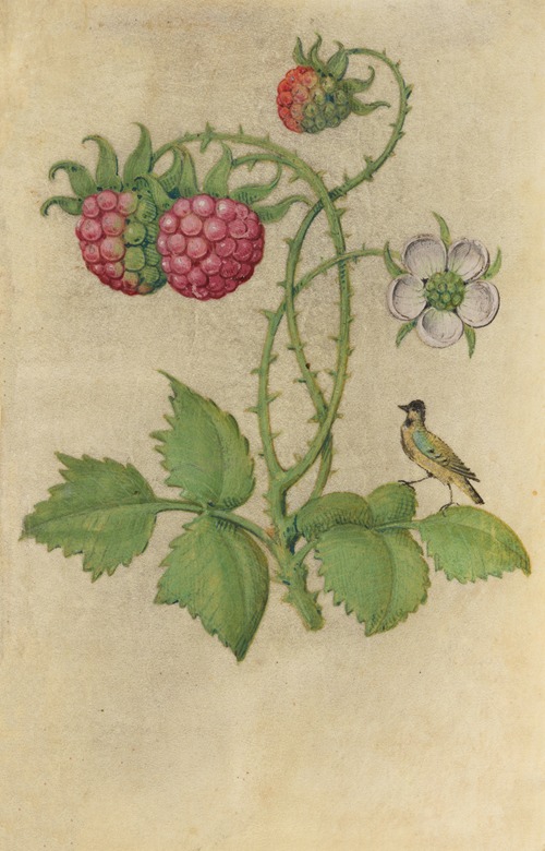 Blackberry, unripe fruits and flower (Rubus sectio rubus) with a jaybird