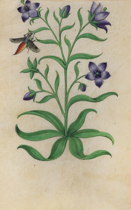 Blue Pimpernel (Anagallis foemina) with a moth