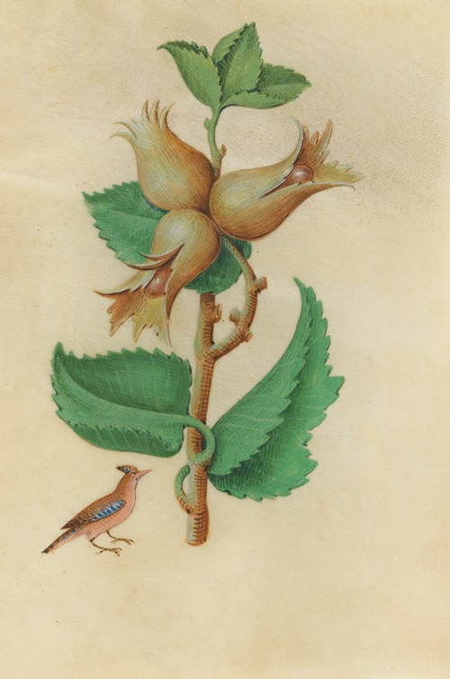 Hazelnut (Corylus avellane) with a jaybird