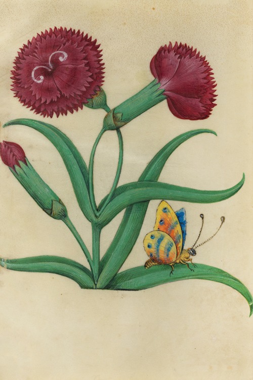 Red Carnation (Dianthus sp.) with a blue, orange and yellow butterfly