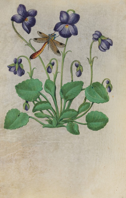 Sweet Violet (Viola odorata) with a dragonfly