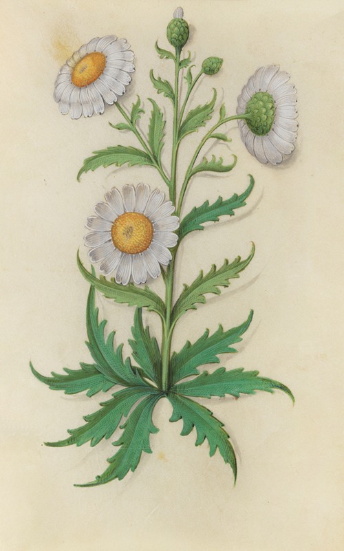 Oxeye Daisy (Leucanthemum vulgare)