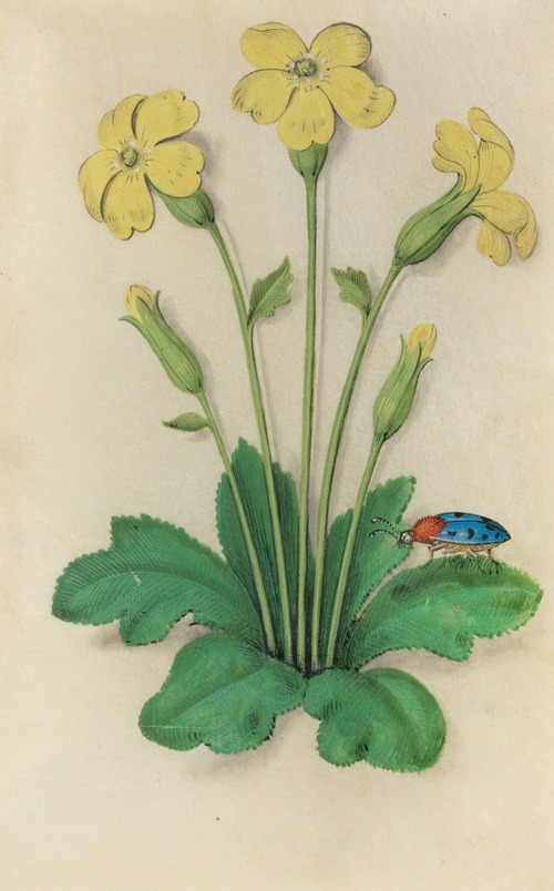 Primrose (Primula vulgaris) with a blue ladybeetle