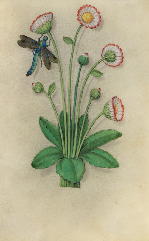 Common Daisy (Bellis perennis) with a dragonfly