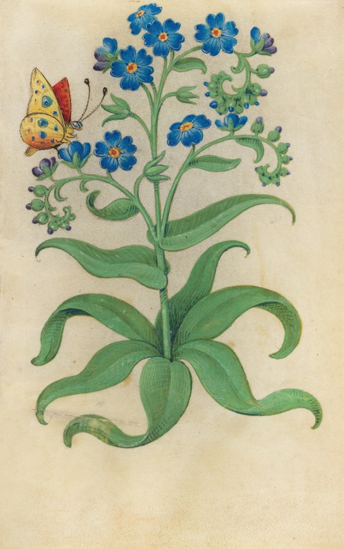 Forget-me-not (Myosotis sylvatica) with a blue, yellow and red butterfly