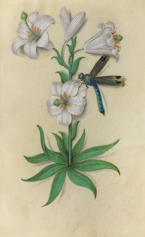 White Lily (Lilium candidum) with a dragonfly