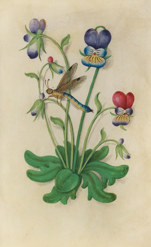 Heart’s Ease Violet (Viola tricolor) with a dragonfly