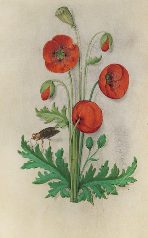 Corn Poppy (Papaver rhoeas) with a brown fly