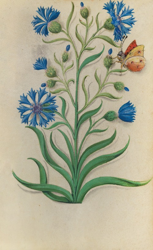 Cornflower (Centaurea cyanus) with a yellow and red butterfly