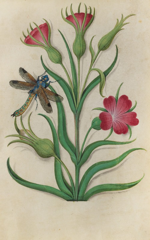 Red Catchfly (Silene dioica) with a dragonfly
