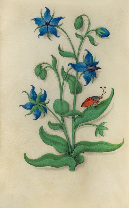 Borage (Borago officinalis) with a red and blue beetle