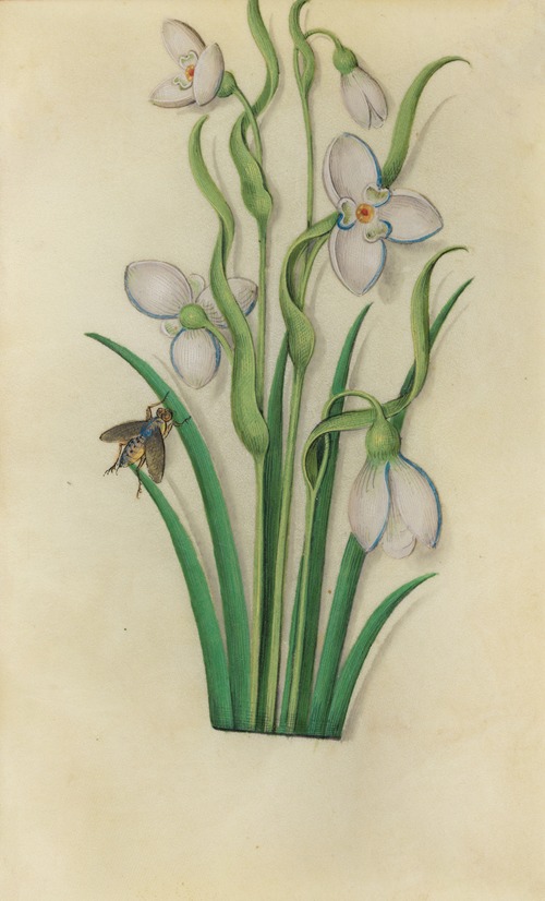 Snowdrop (Galanthus nivalis) with a fly