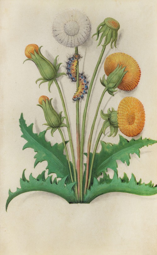 Dandelion (Taraxacum officinale) with a caterpillar