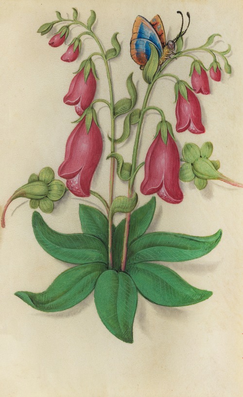 Foxglove (Digitalis purpurea) with a blue and orange butterfly