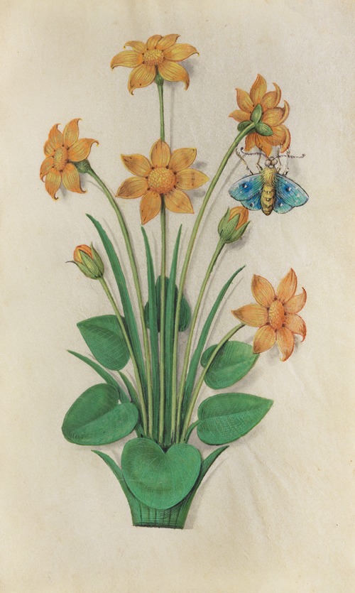 Autumn Buttercup (Ranunculus bullatus) with a holly blue butterfly
